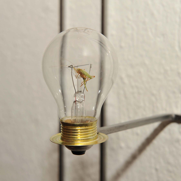 Light bulb with grasshopper