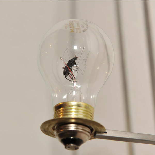 Light bulb with beetle