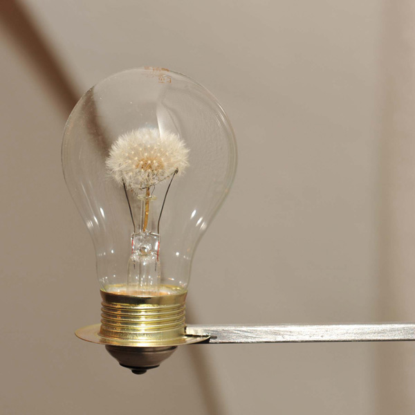 Light bulb with dandelion